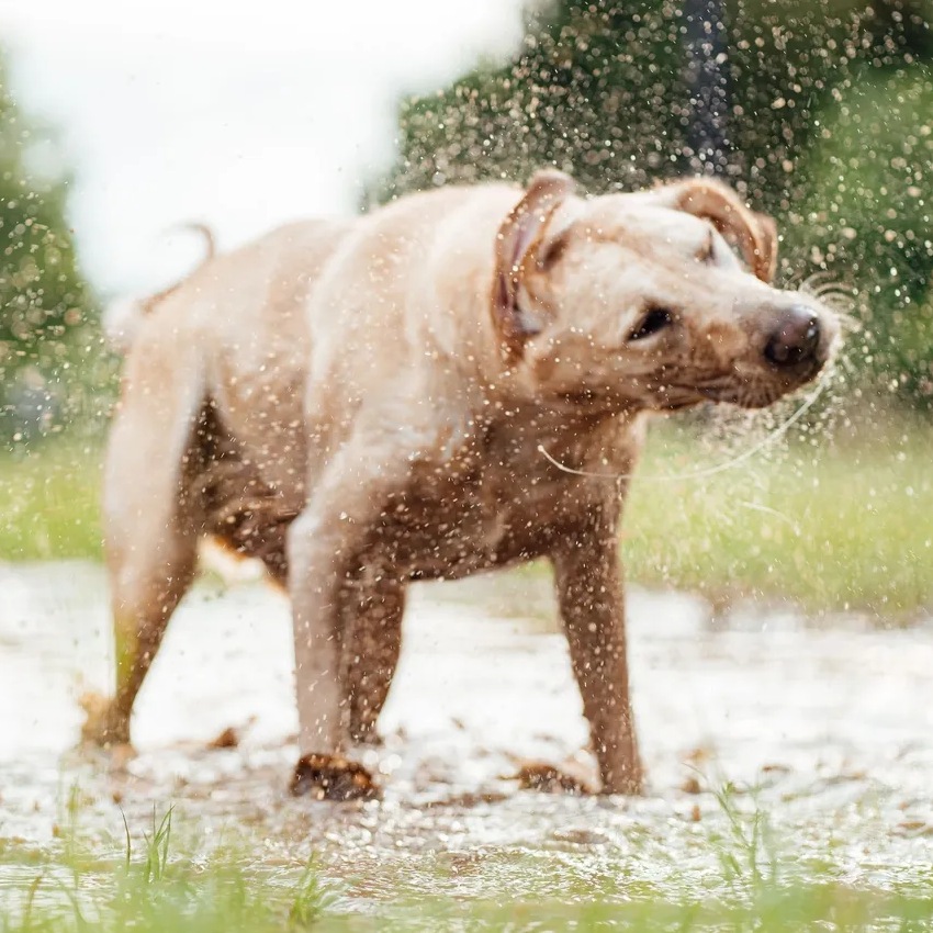 Dog shaking off water after muddy splash