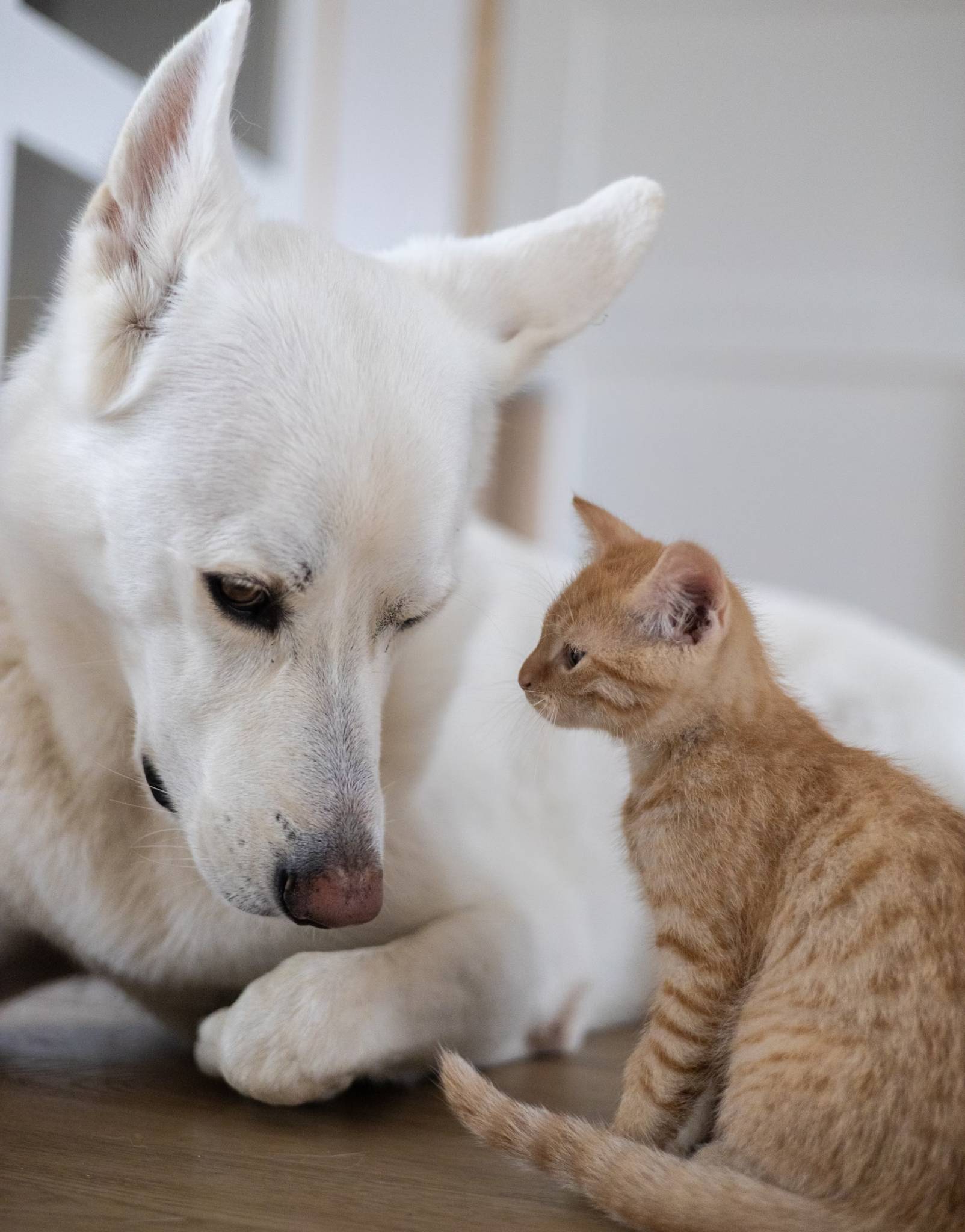 cat and dog sitting together